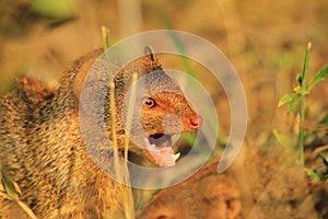 Slender Mongoose - African Wildlife Background - Sharpest Teeth
