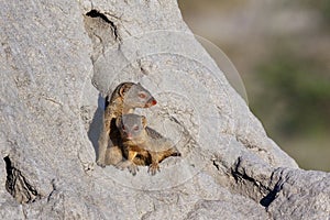 Slender Mongoose - Botswana