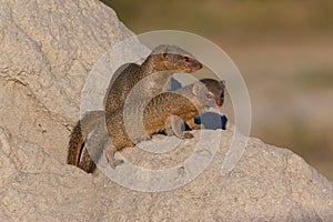 Slender Mongoose - Botswana - Africa