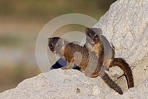 Slender Mongoose - Botswana photo