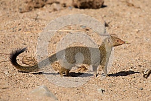 Slender mongoose forage and look for food at rocks photo