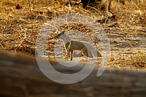 Slender Mongoose