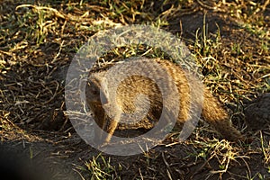 Slender Mongoose