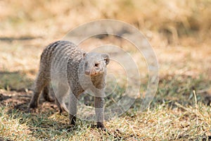 The slender mongoose Galerella sanguinea, also known as the black-tipped mongoose