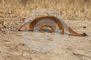 The slender mongoose Galerella sanguinea, also known as the black-tipped mongoose or the black-tailed mongoose is crawling in