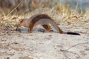 The slender mongoose Galerella sanguinea, also known as the black-tipped mongoose or the black-tailed mongoose in the grass