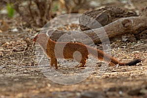 Slender Mongoose - Galerella sanguinea also known as the black-tipped mongoose or the black-tailed mongoose, is a very common