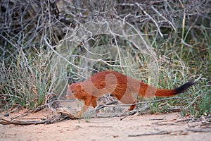 Slender Mongoose, Galerella sanguinea, much more richly coloured, reddish Kgalagadi mongoose in front of the thorny shrubs. Wild