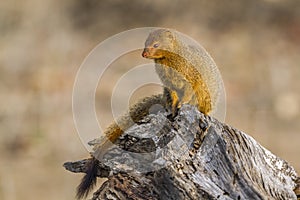 Slender mongoose in Kruger National park, South Africa