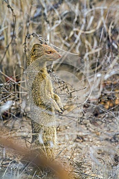 Slender mongoose in Kruger National park, South Africa