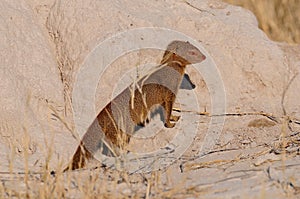 Slender mongoose is looking, etosha nationalpark, namibia