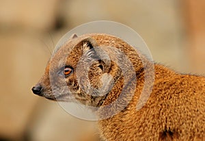 Slender mongoose portrait