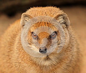Slender mongoose portrait II