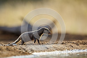 Slender mongoose in Kruger national park, South Africa photo