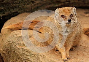 Slender mongoose watching to you