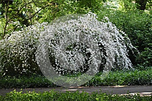 Slender Pride Of Rochester, Deutzia Gracilis Nikko, ornamental shrub with beautiful white flowers in the park.