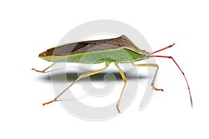 Slender Rice Bug isolated on white background