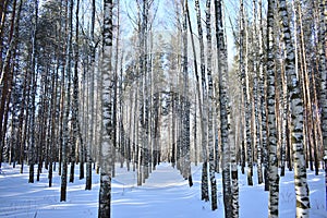 Slender rows of alleys of birch grove. Winter snow forest area. In the distance there is a coniferous