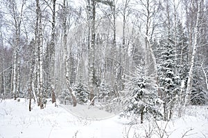 Slender rows of alleys of birch grove. Winter snow forest area. In the distance there is a coniferous