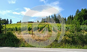 Slender rows of orchard. Mountains