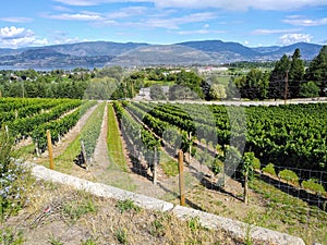 Slender rows of orchard. Mountains