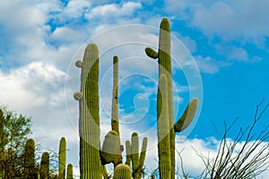 Slender saguaro cactuses reaching to the sky in the blue light and white clouds with surrounding vegetation in daylight
