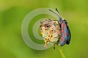 Slender Scotch burnet