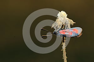 Slender Scotch burnet