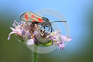 Slender Scotch burnet