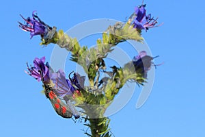 Slender Scotch burnet