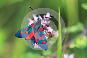 Slender Scotch burnet burnet