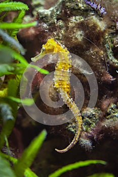 Slender seahorse