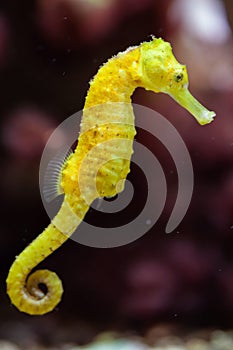 Slender seahorse (Hippocampus reidi).