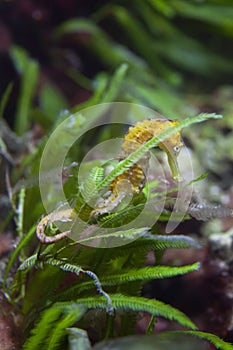 Slender seahorse (Hippocampus reidi).