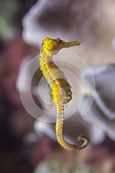 Slender seahorse Hippocampus reidi.