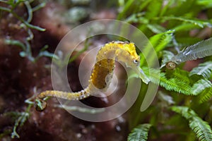 Slender seahorse Hippocampus reidi.