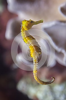 Slender seahorse Hippocampus reidi.