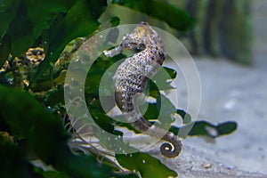 Slender Seahorse or Longsnout Seahorse