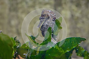 Slender Seahorse or Longsnout Seahorse