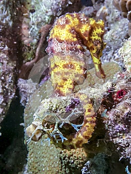 Slender seahorse or longsnout seahorse ,Hippocampus reidi