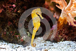 Slender seahorse in the rocky aquarium Hippocampus reidi