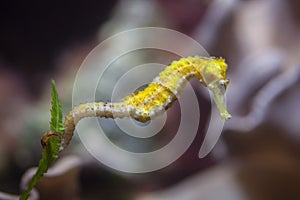 Slender seahorse (Hippocampus reidi). photo