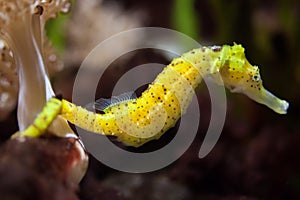 Slender seahorse (Hippocampus reidi). photo