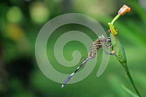 Slender skimmer is eating