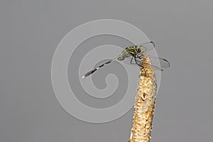 Slender skimmer, Green marsh hawk dragonfly in green yellow perching on stub