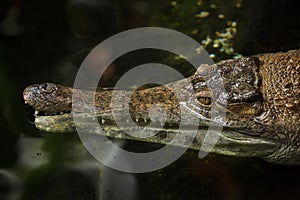 Slender-snouted crocodile Mecistops cataphractus.
