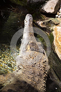 Slender-snouted crocodile, Mecistops cataphractus is a rare African crocodile