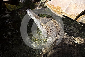 Slender-snouted crocodile, Mecistops cataphractus is a rare African crocodile