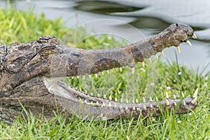 Slender-snouted crocodile Mecistops cataphractus photo