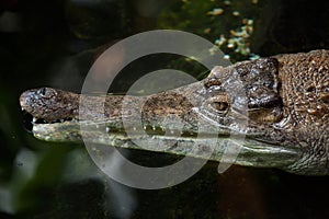 Slender-snouted crocodile (Mecistops cataphractus). photo